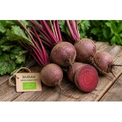 Burak ekologiczny ok.1kg - BIO