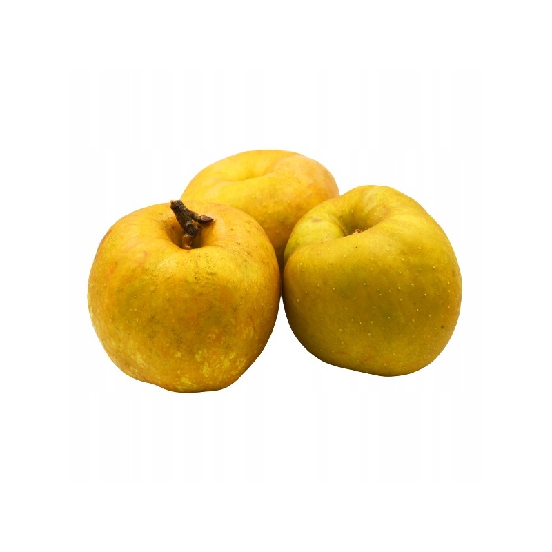 Jabłko szara reneta ok. 1kg