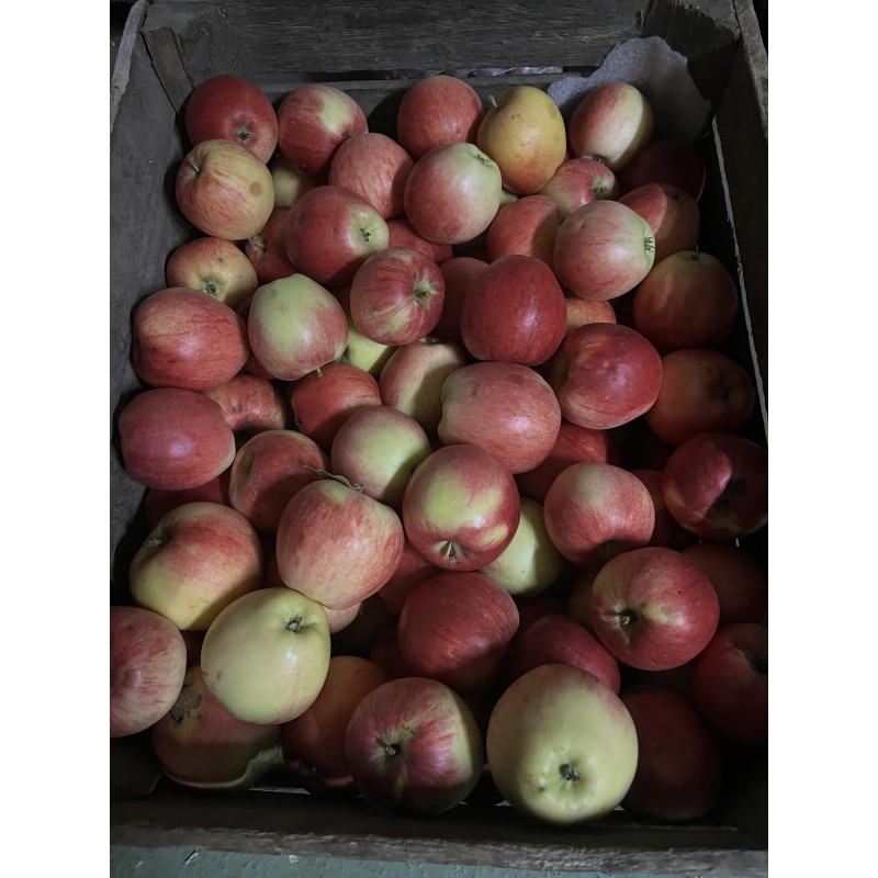 Ekologiczne jabłka (ok. 1 kg) - BIO