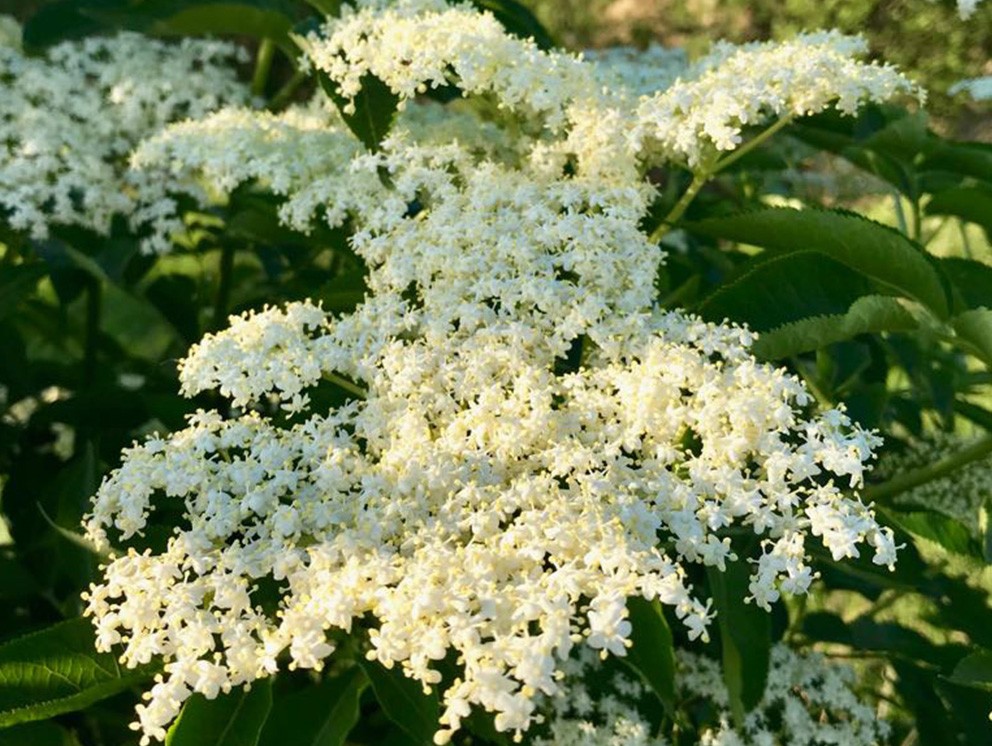 Czarny bez! Sposób na odstraszenie gorączki